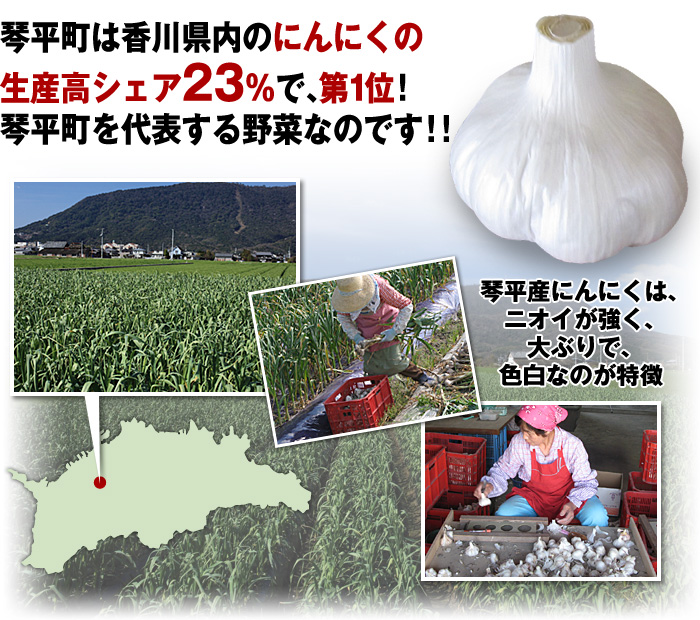 琴平町は香川県内のにんにくの生産高シェア23％で、第1位!琴平町を代表する野菜なのです!!